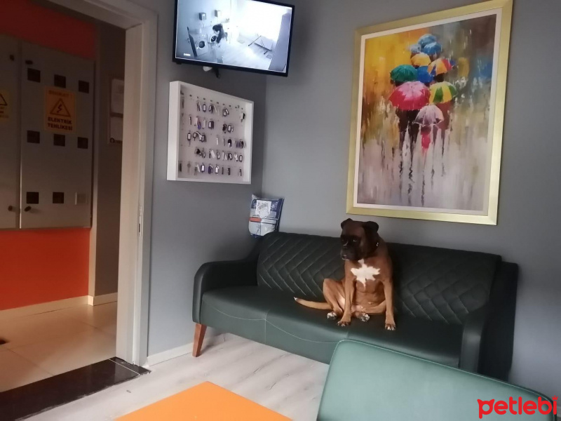 Boxer, Köpek  Mischa fotoğrafı