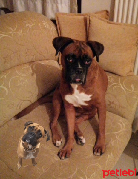 Boxer, Köpek  Mischa fotoğrafı