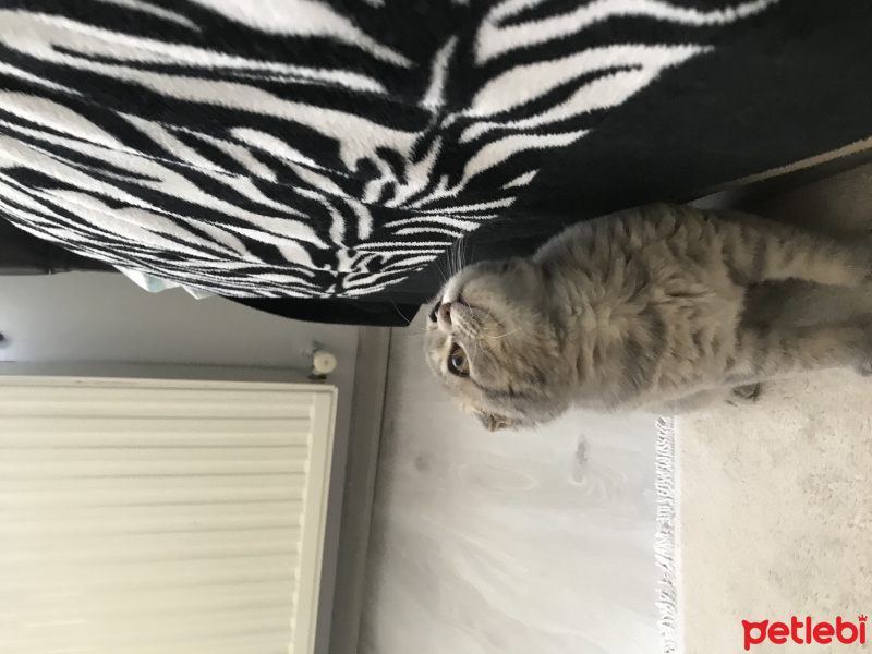 Scottish Fold, Kedi  Gece fotoğrafı
