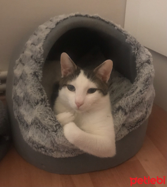 Tekir Kedi, Kedi  Gadu fotoğrafı