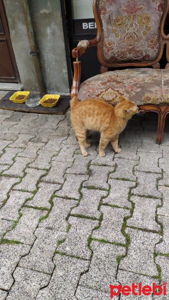 Tekir Kedi, Kedi  sarman fotoğrafı