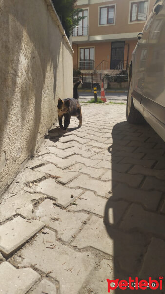 Tekir Kedi, Kedi  sarman fotoğrafı