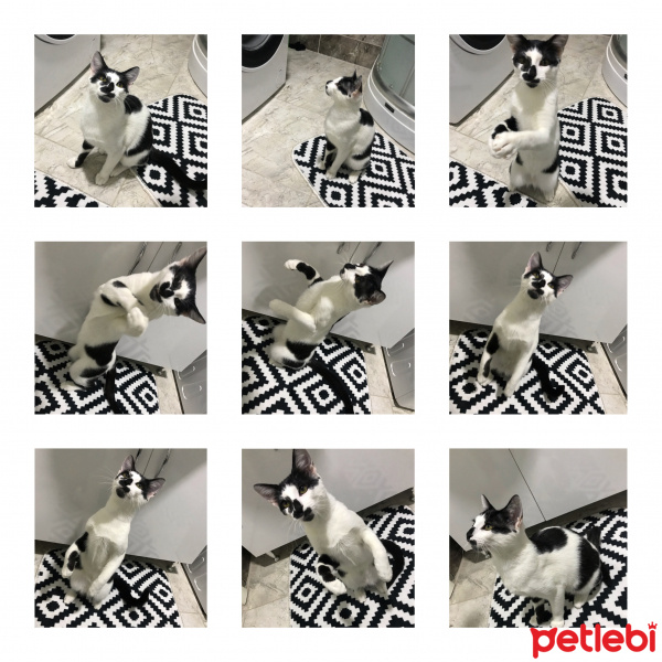 Tekir Kedi, Kedi  Linda fotoğrafı