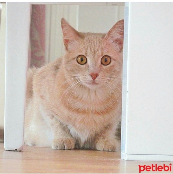 Tekir Kedi, Kedi  Zilli  fotoğrafı