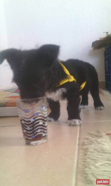 Cairn Terrier, Köpek  badi fotoğrafı