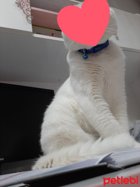 Scottish Fold, Kedi  Casper fotoğrafı