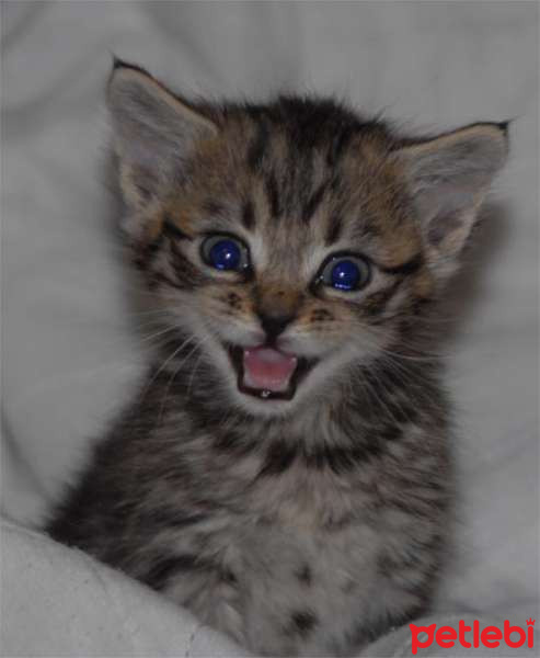 Tekir Kedi, Kedi  cn fotoğrafı