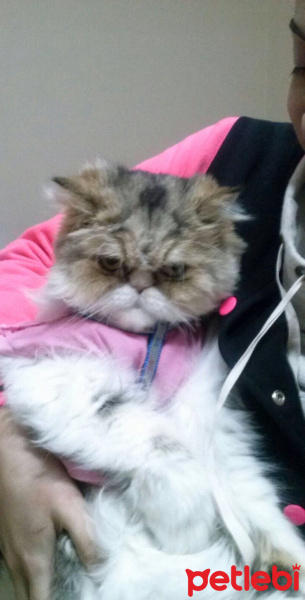 İran Kedisi (Persian), Kedi  Çakıl fotoğrafı