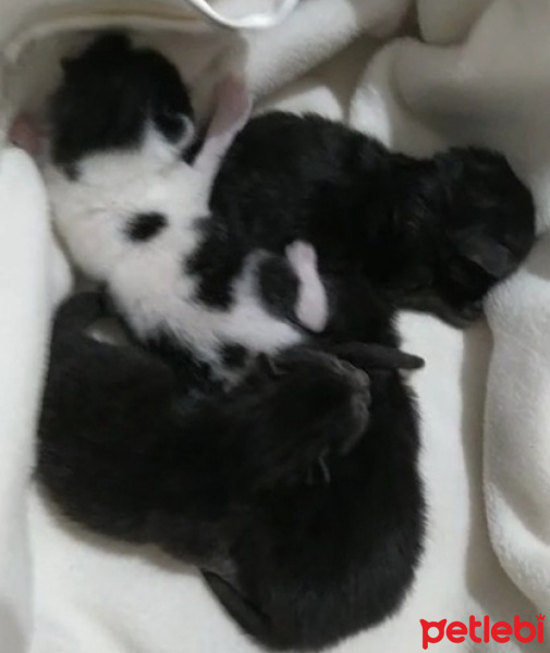 Tekir Kedi, Kedi  Gece fotoğrafı