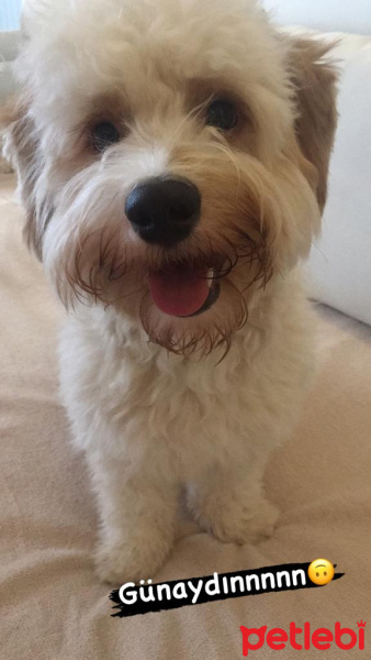 Maltese, Köpek  Bobby fotoğrafı