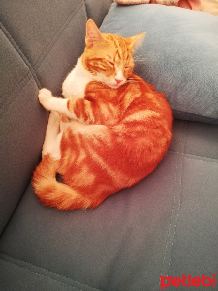 Sarman, Kedi  Behlül fotoğrafı