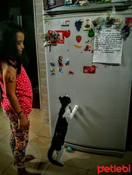 Tekir Kedi, Kedi  ÇARŞI fotoğrafı