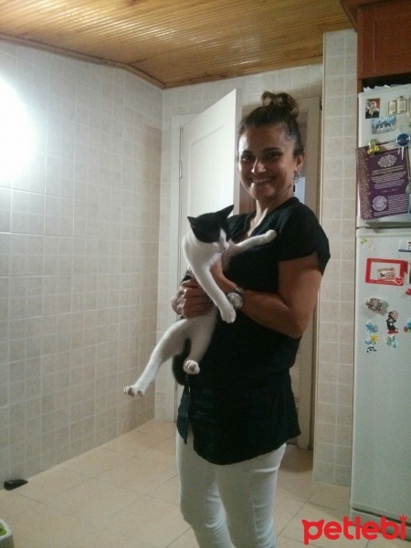 Tekir Kedi, Kedi  ÇARŞI fotoğrafı