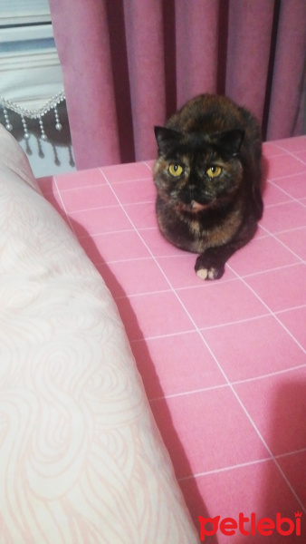 Scottish Fold, Kedi  Sofi fotoğrafı