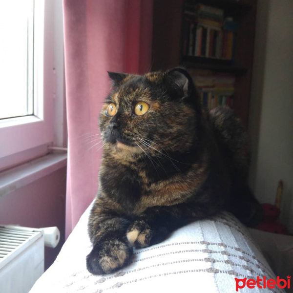 Scottish Fold, Kedi  Sofi fotoğrafı