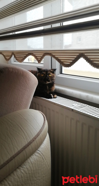 Scottish Fold, Kedi  Sofi fotoğrafı