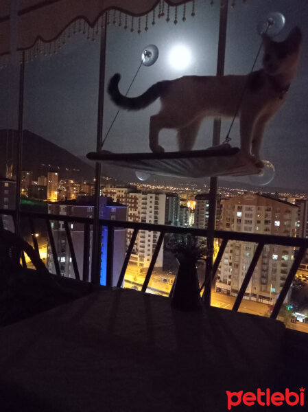 Tekir Kedi, Kedi  Sisi fotoğrafı