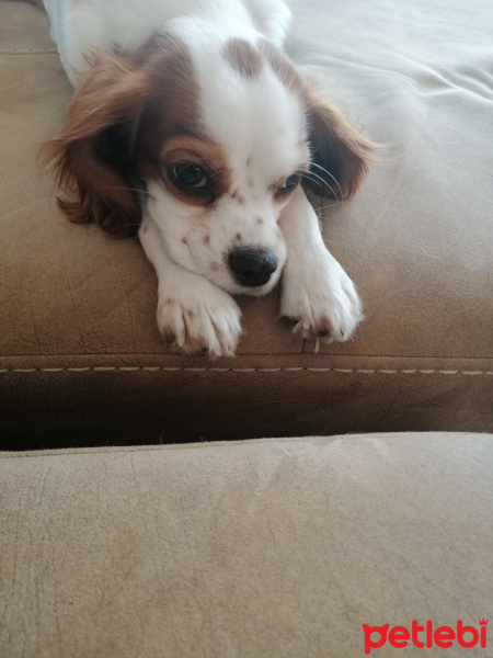 Cavalier King Charles Spanieli, Köpek  Minik fotoğrafı