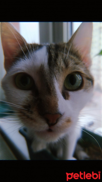 Tekir Kedi, Kedi  Tanju fotoğrafı