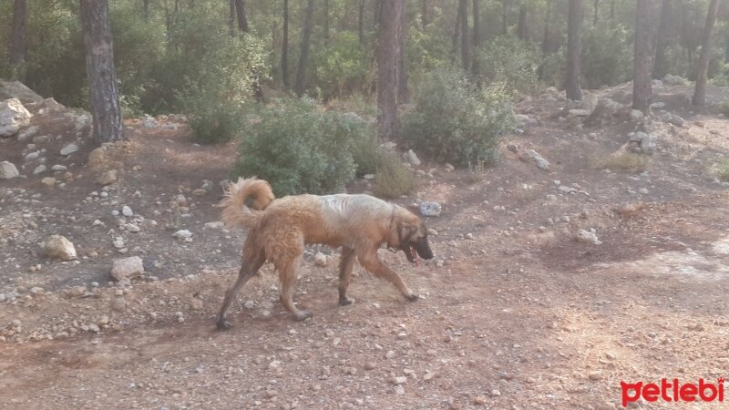 Kars Çoban Köpeği, Köpek  Asi fotoğrafı