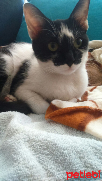 Tuxedo (Smokin) Kedi, Kedi  narin fotoğrafı