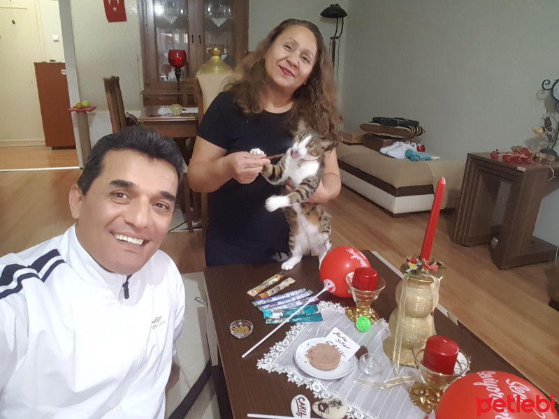 Tekir Kedi, Kedi  Çakıl fotoğrafı