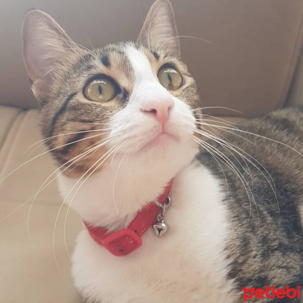 Tekir Kedi, Kedi  Çakıl fotoğrafı