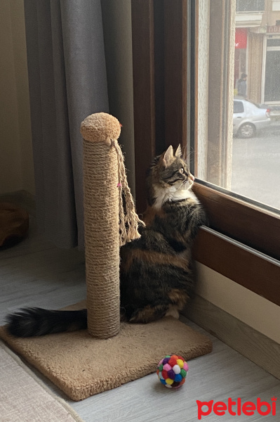 Tekir Kedi, Kedi  Sophie fotoğrafı