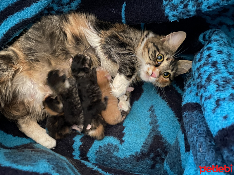 Tekir Kedi, Kedi  Sophie fotoğrafı
