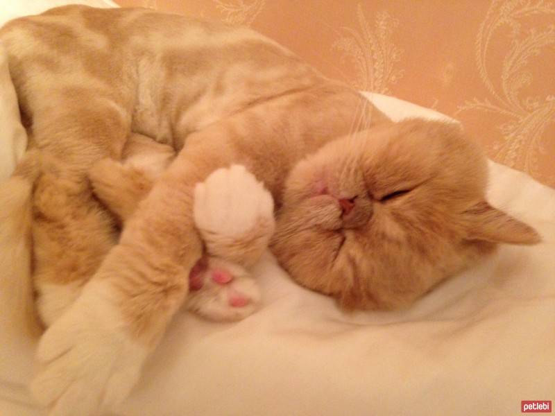 Exotic Shorthair, Kedi  Pala fotoğrafı