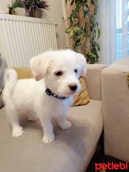 Bichon Havanese, Köpek  Leo fotoğrafı