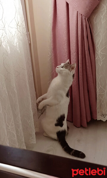 Tekir Kedi, Kedi  Pamuk fotoğrafı