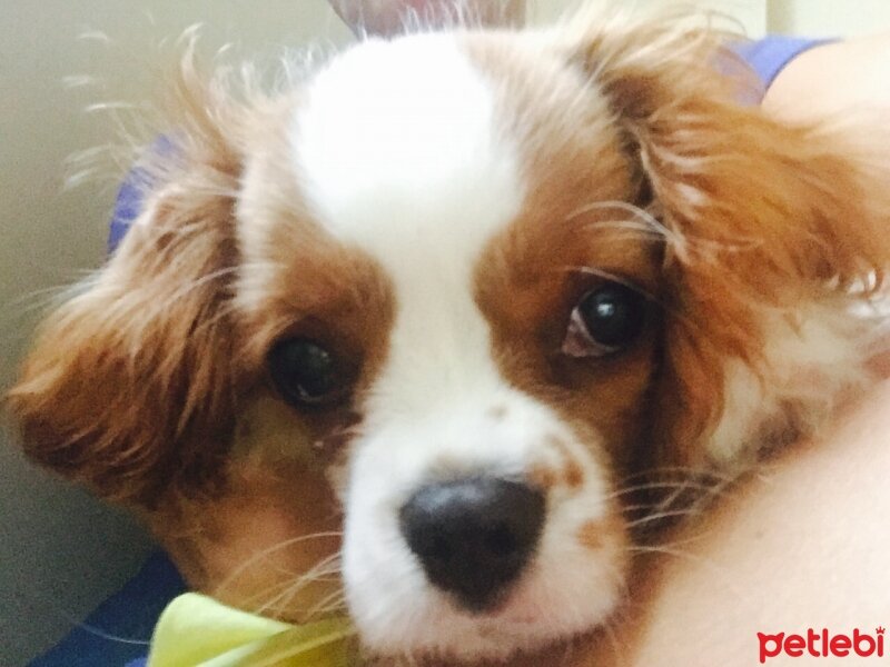 Cavalier King Charles Spanieli, Köpek  Buddy fotoğrafı