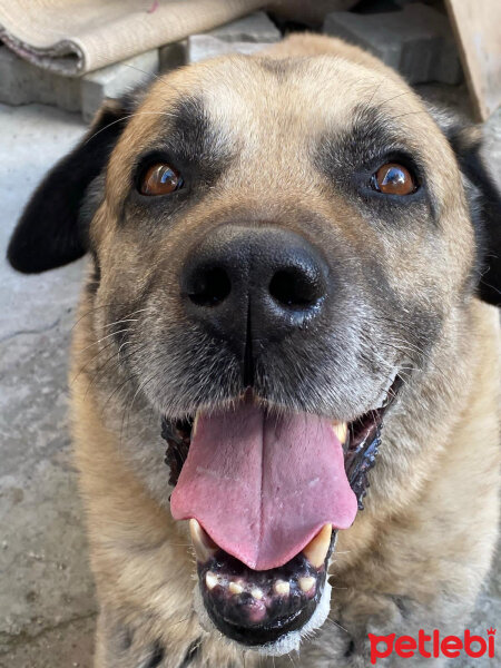 Kangal, Köpek  Reks fotoğrafı