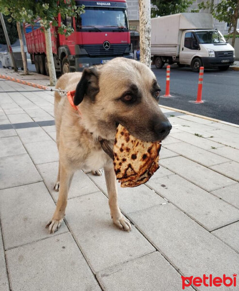 Kangal, Köpek  Reks fotoğrafı