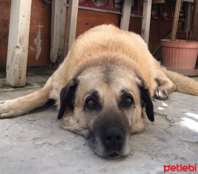 Kangal, Köpek  Reks fotoğrafı