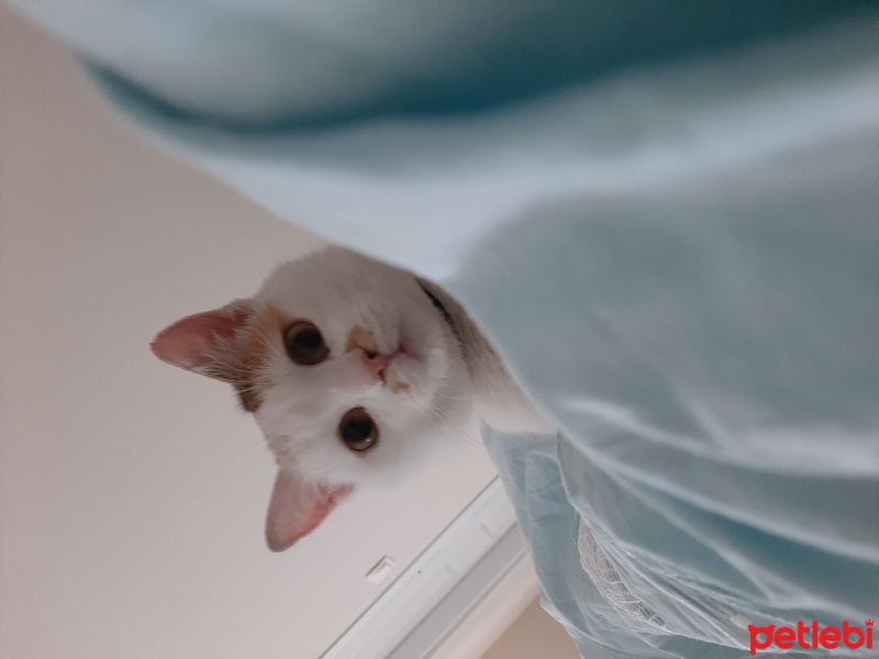 Tekir Kedi, Kedi  Mercan fotoğrafı