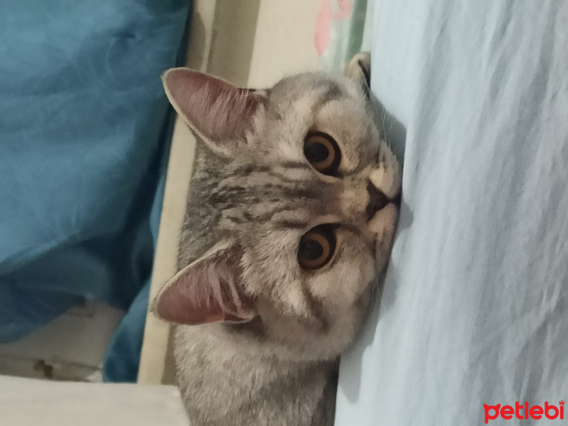 British Shorthair, Kedi  Alvin fotoğrafı