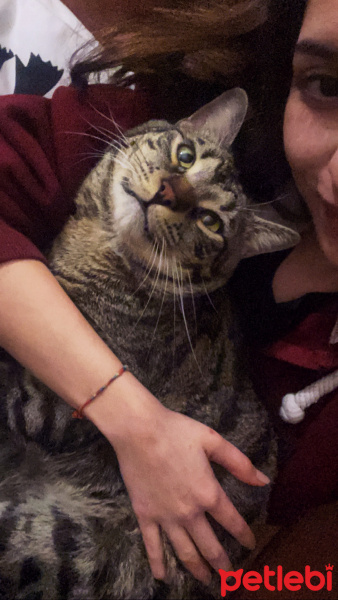 Tekir Kedi, Kedi  Whiskey fotoğrafı