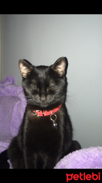 Tekir Kedi, Kedi  Bihter fotoğrafı