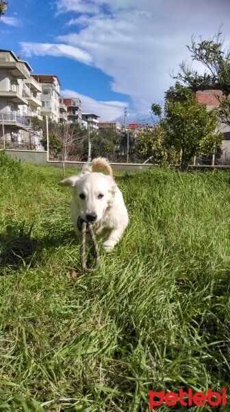 Golden Retriever, Köpek  Lucy fotoğrafı