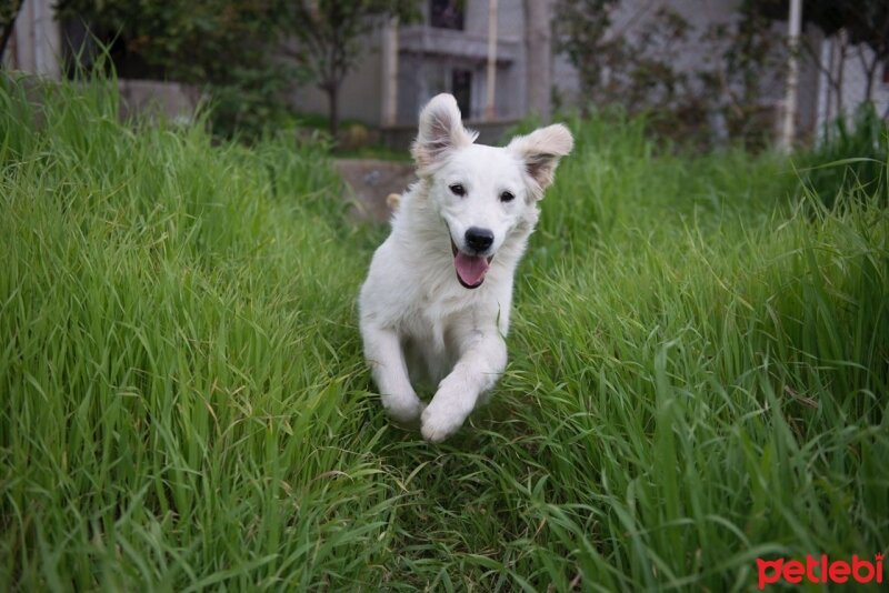 Golden Retriever, Köpek  Lucy fotoğrafı