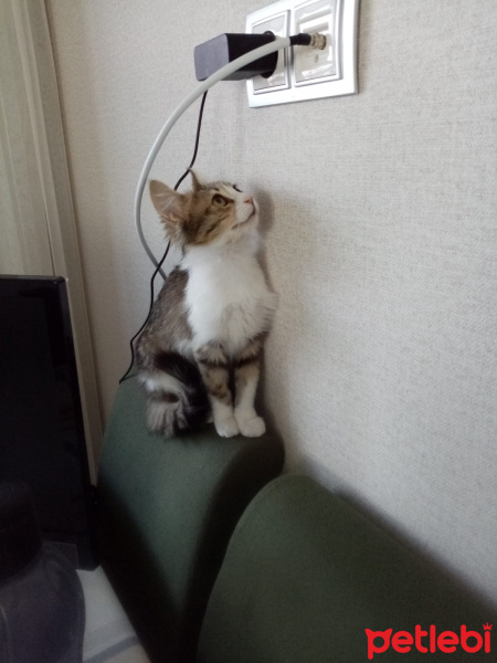 Norwegian Forest, Kedi  Garip fotoğrafı