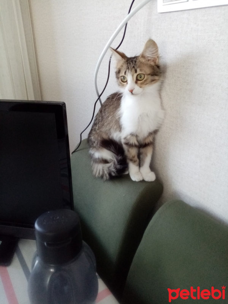 Norwegian Forest, Kedi  Garip fotoğrafı