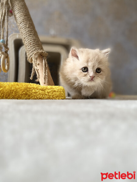 Chinchilla, Kedi  Asya fotoğrafı