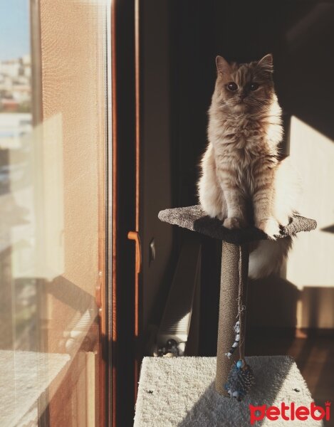 Chinchilla, Kedi  Asya fotoğrafı