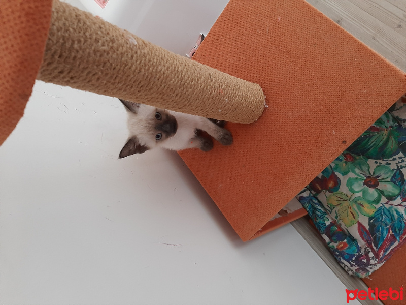 Siyam Kedisi, Kedi  Tintin fotoğrafı