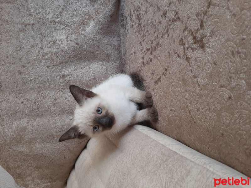 Siyam Kedisi, Kedi  Tintin fotoğrafı