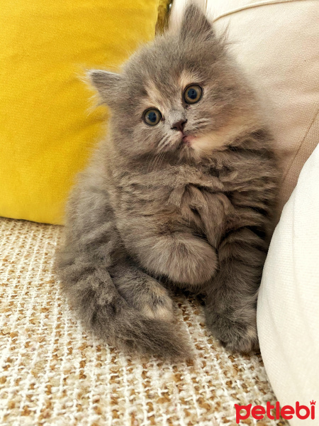 Chinchilla, Kedi  Pera fotoğrafı