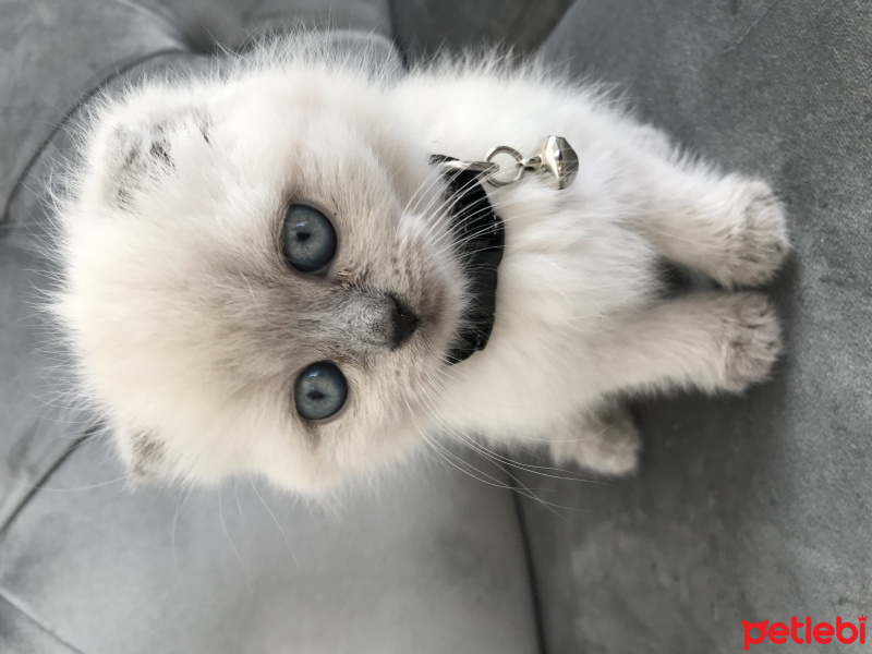 Scottish Fold, Kedi  Mila fotoğrafı